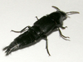 Quedius dilatatus